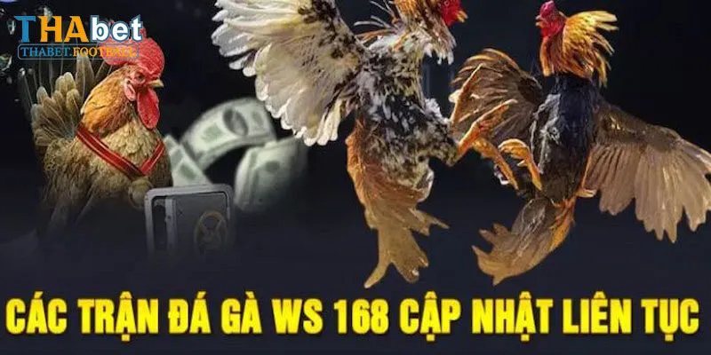 Ws168 Đá Gà Và Những Thế Mạnh Tạo Nên Thương Hiệu